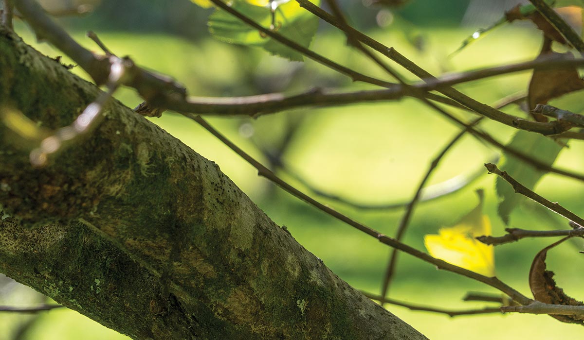 Heartridge - Brand Imagery