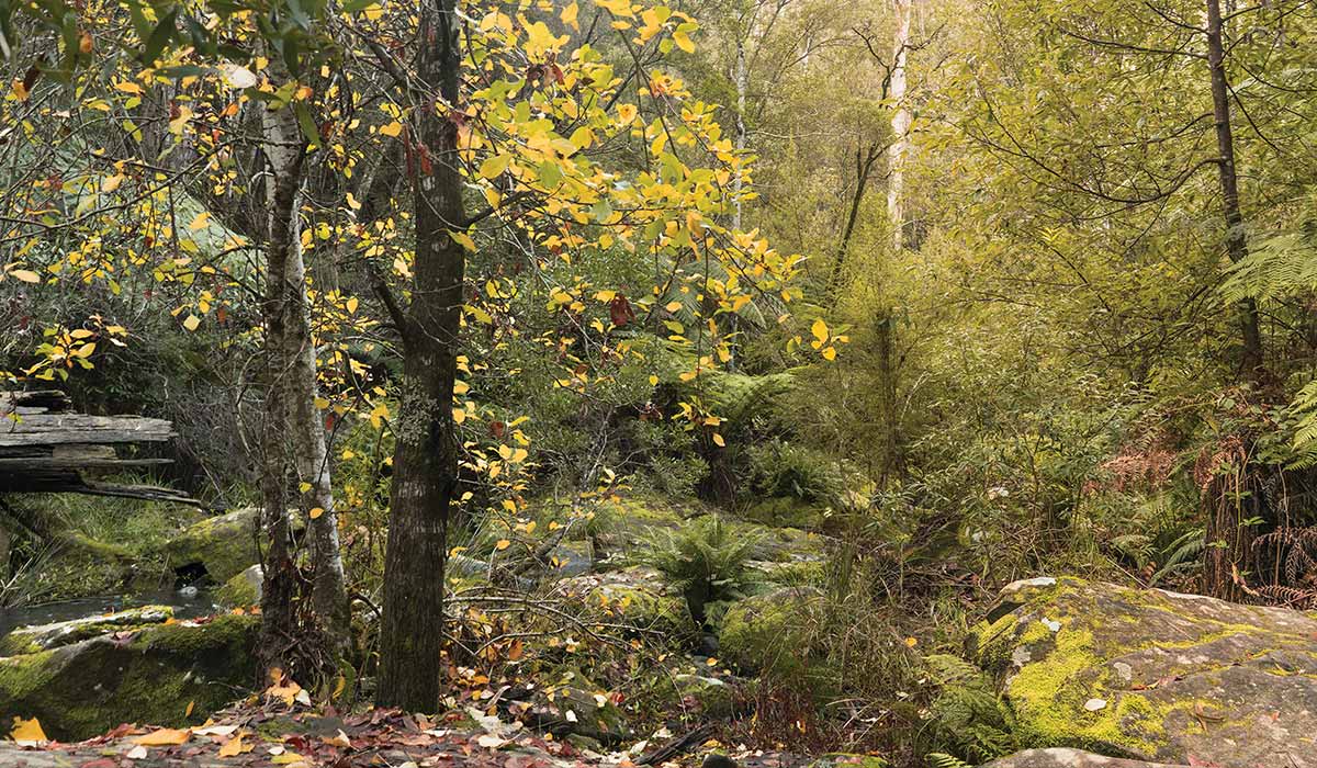 Heartridge - Brand Imagery